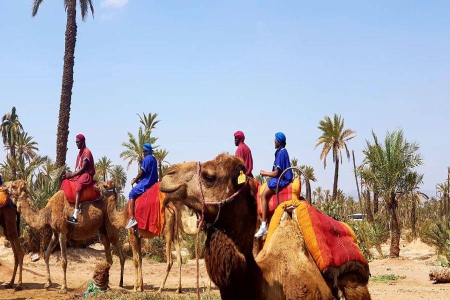 Passeio de camelo e moto-quatro em Marrakech Palmeraie