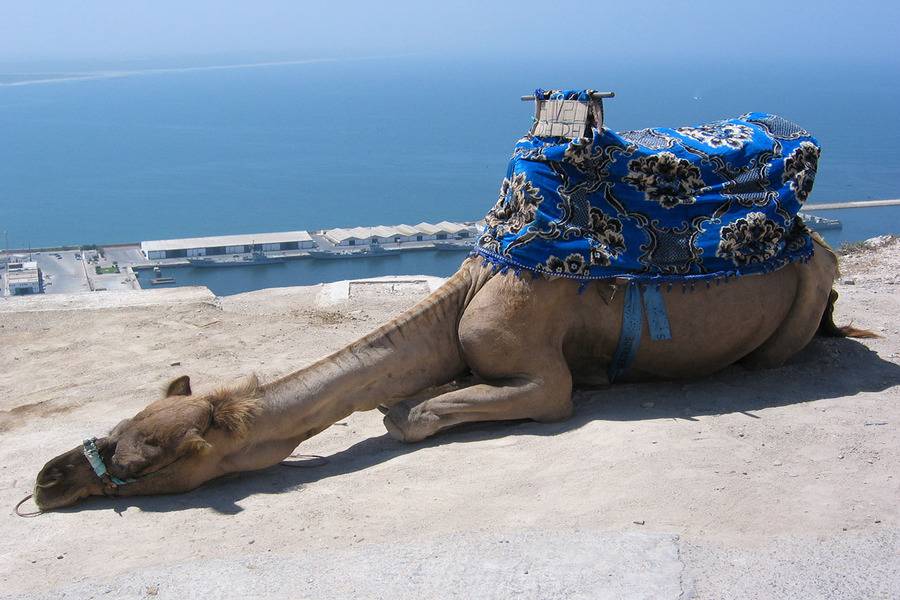 Viagem de um dia para Agadir saindo de Marrakech