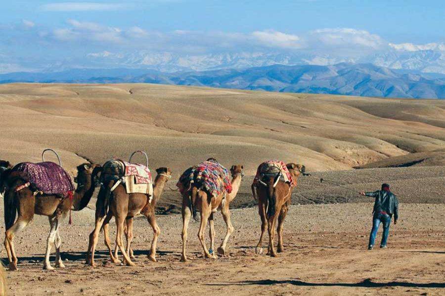 Passeio de Camelo ao Pôr-do-Sol no Deserto de Agafay e Jantar em Chouf L'Or em Marraquexe