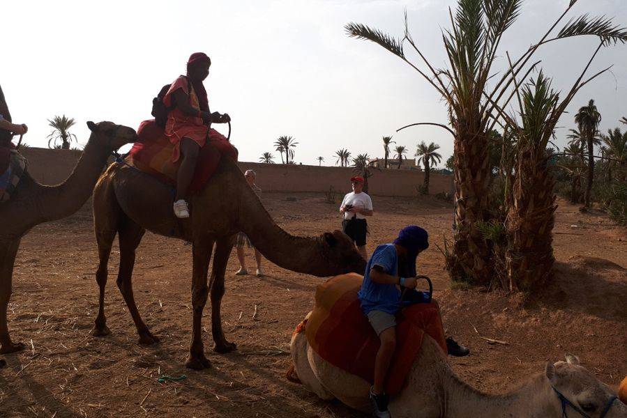 Passeio de camelo no Palmeraie de Marrakech