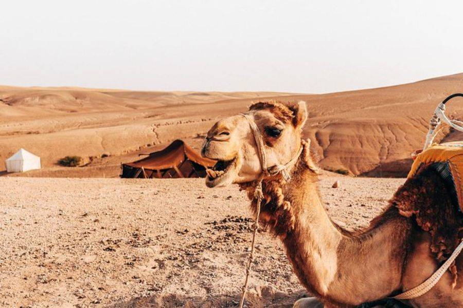 Experiência de passeio de camelo e moto-quatro no deserto rochoso de Agafay